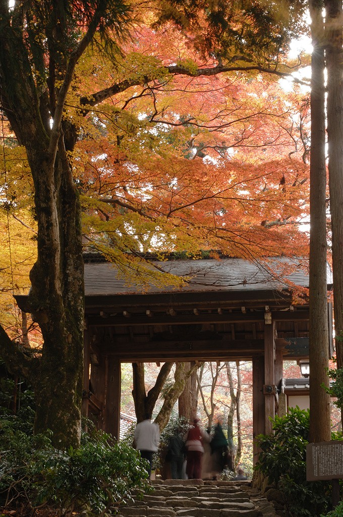 24-瑞寶寺公園の紅葉1_ar0125